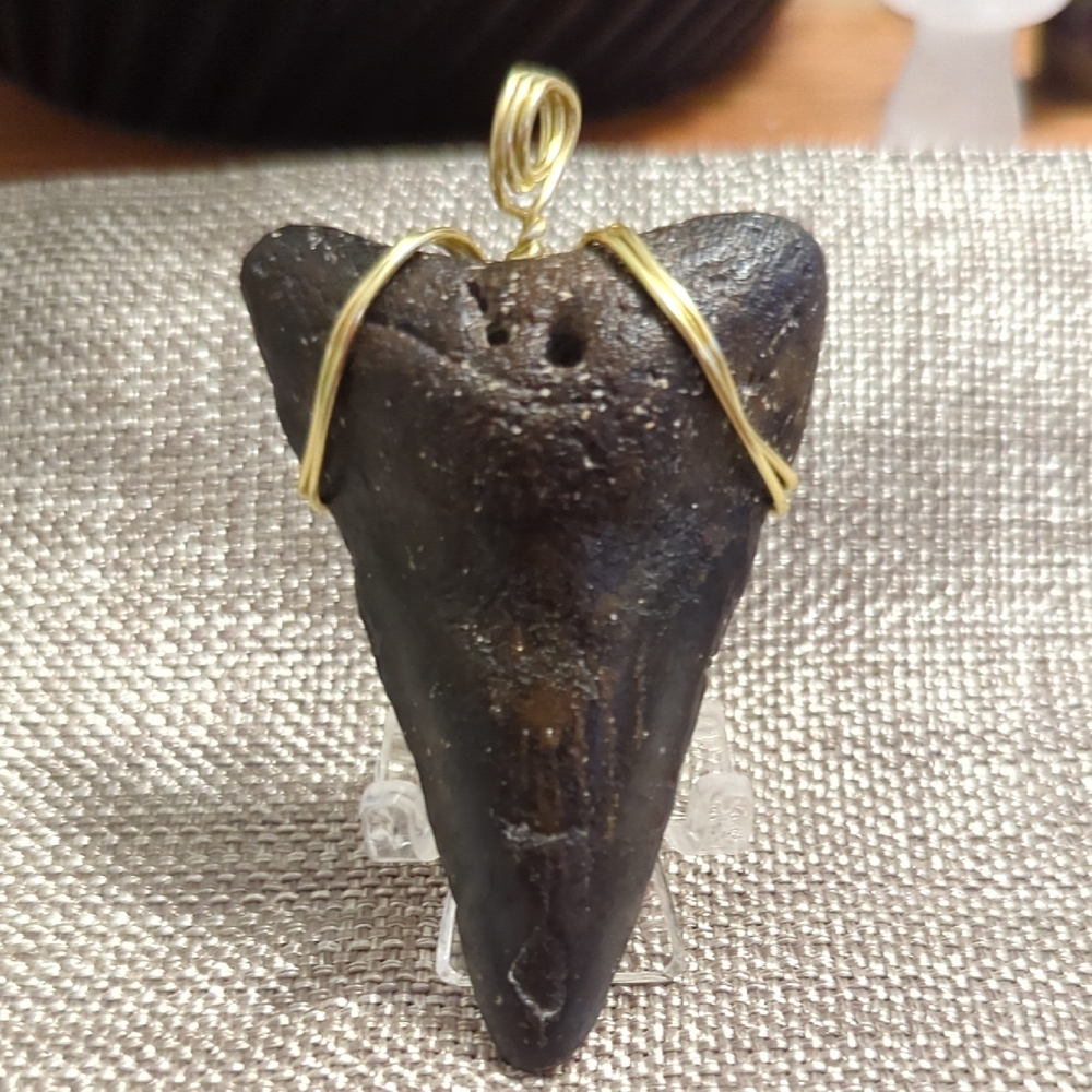 Megalodon Shark Tooth Wire Wrapped Pendant - Removable Wire Wrap.
